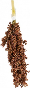 Dari-Kolben 100g
