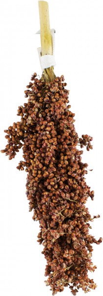 Dari-Kolben 100g